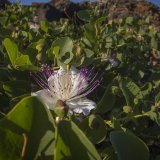 fiore di cappero